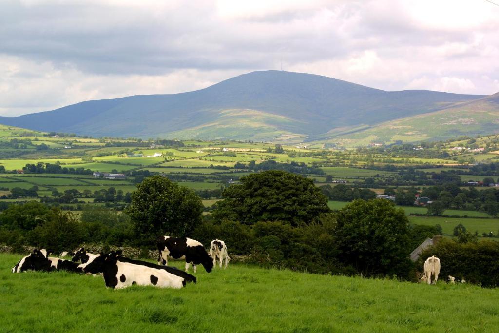 Brandon View House B&B Graiguenamanagh Екстериор снимка