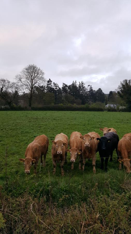 Brandon View House B&B Graiguenamanagh Екстериор снимка